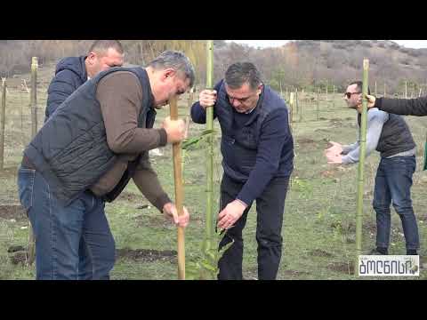 სამდღიანი გამწვანების აქცია მომავლის ბაღში